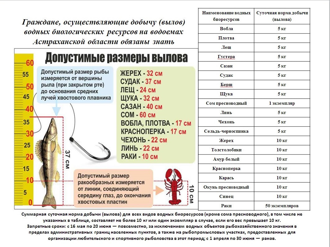 Какую рыбу можно ловить. Таблица нормы вылова рыбы. Нормы ловли рыбы в Астраханской области 2022. Норма ловли рыбы в Астраханской области на 2023г. Размеры рыб для вылова.
